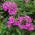 Phlox paniculata 'Purple Paradise'