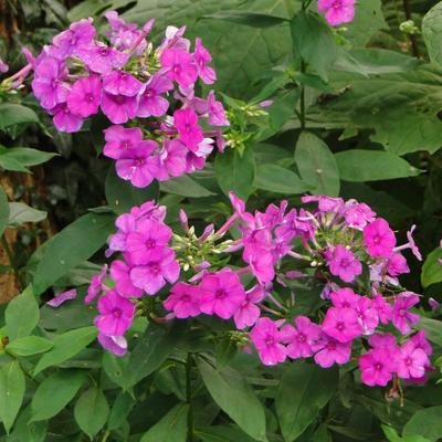 Phlox paniculata 'Purple Paradise' - 