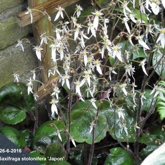 Saxifraga stolonifera 'Japon'