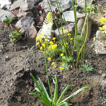 Eremurus himalaicus