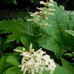 Rodgersia 'La Blanche' - 