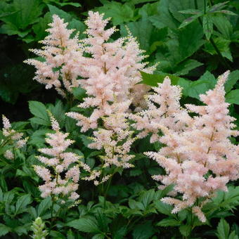 Astilbe x arendsii 'Walkure'