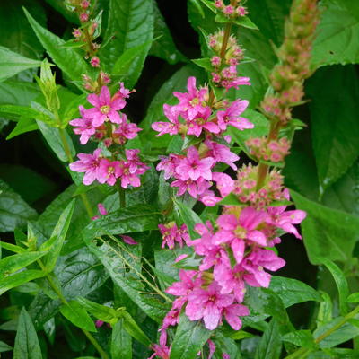 Lythrum virgatum 'Dropmore Purple' - Lythrum virgatum 'Dropmore Purple'