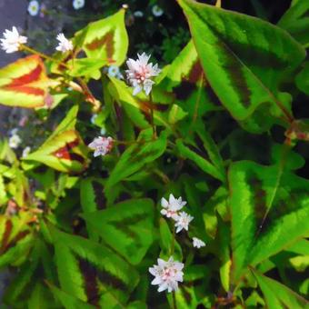 Persicaria microcephala 'Purple Fantasy'