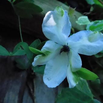 Clematis viticella 'Alba Luxurians'