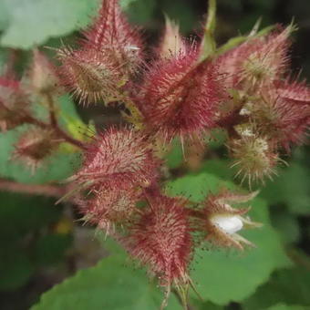 Rubus phoenicolasius