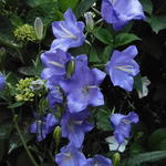 Campanula persicifolia 'Coerulea' - 