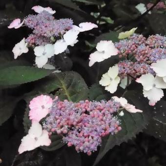 Hydrangea serrata 'Intermedia'