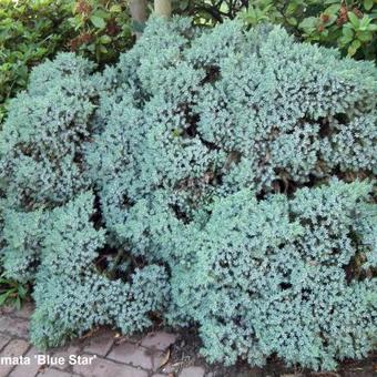 Juniperus squamata 'Blue Star'