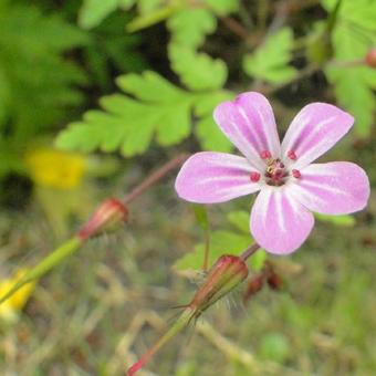 Geranium robertianum