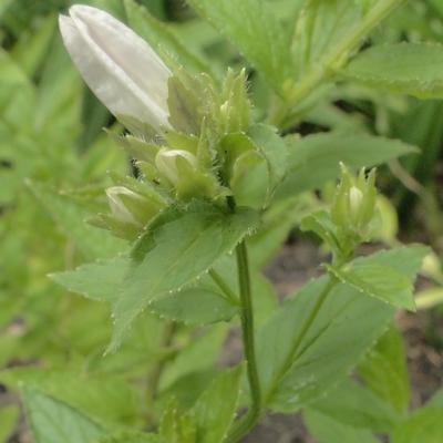 Campanula latifolia 'Alba' - 