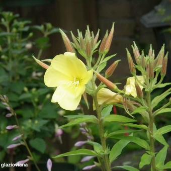 Oenothera glazioviana