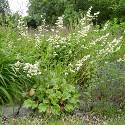 Heuchera sanguinea 'White Cloud' - Heuchera sanguinea 'White Cloud'