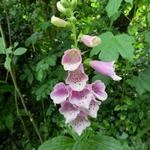 Digitalis purpurea 'Dalmatian Rose' - 