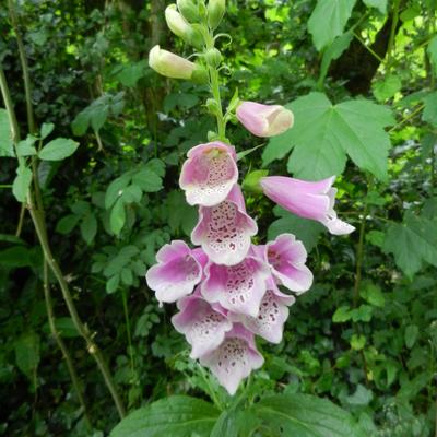 Digitalis purpurea 'Dalmatian Rose' - 