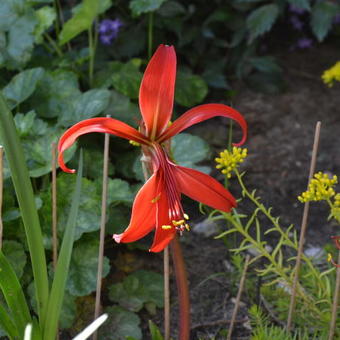 Sprekelia formosissima