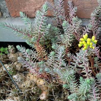 Sedum reflexum