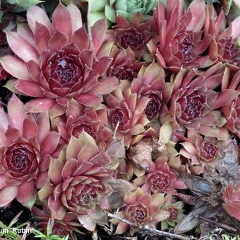 Sempervivum 'Rubin'