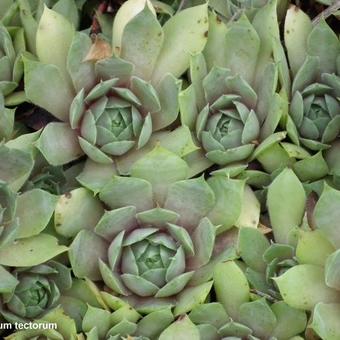 Sempervivum tectorum