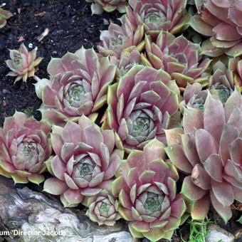 Sempervivum 'Director Jacobs'