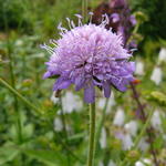 Knautia dipsacifolia - Wald-Witwenblume