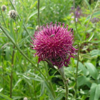 Centaurea atropurpurea