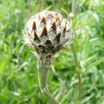 Centaurea atropurpurea