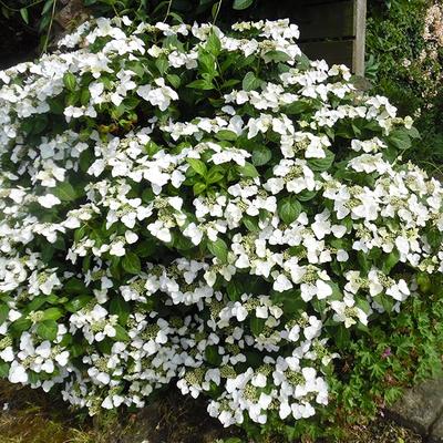 Hydrangea macrophylla 'Veitchii'  - 