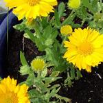 Gaillardia x  grandiflora 'MESA Yellow' - 