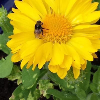 Gaillardia x  grandiflora 'MESA Yellow' - 