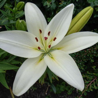 Lilium asiaticum