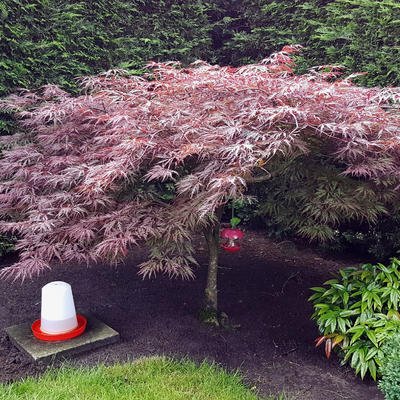 Acer palmatum 'Garnet' - Acer palmatum 'Garnet'