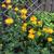 Trollius chinensis 'Golden Queen'