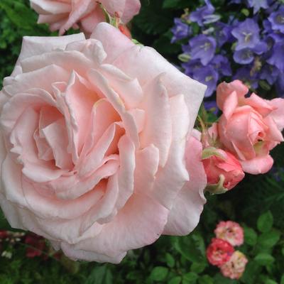 Rosa 'New Zealand'  - 