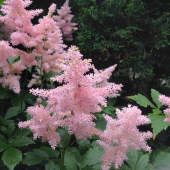 Astilbe japonica 'Europa'