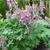 Corydalis solida