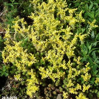 Sedum acre