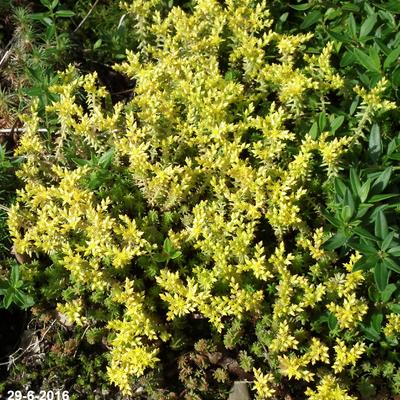 Sedum acre - Scharfer Mauerpfeffer - Sedum acre