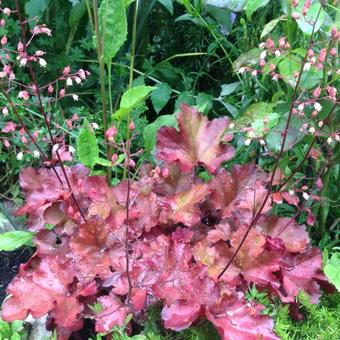 Heuchera 'Cherry Cola'