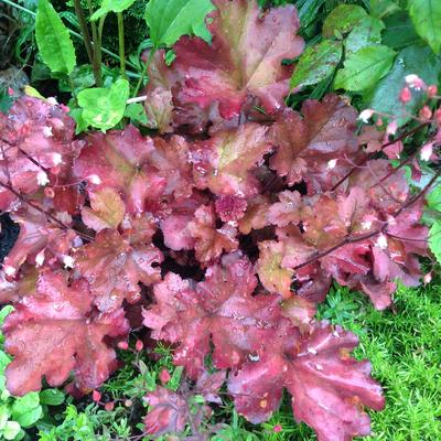 Heuchera 'Cherry Cola' - Heuchera 'Cherry Cola'