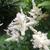 Astilbe japonica 'Deutschland'