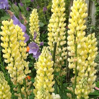 Lupinus russell 'Chandelier'