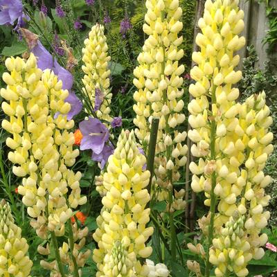 Lupinus russell 'Chandelier' - Lupinus russell 'Chandelier'