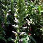 Acanthus - Acanthe