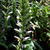 Acanthus