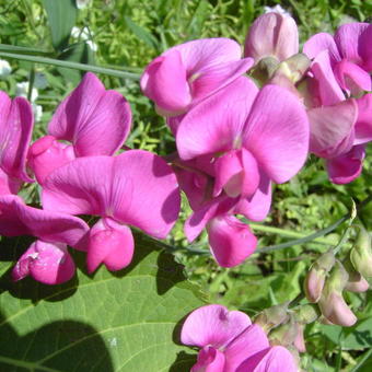 Lathyrus tuberosus