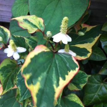 Houttuynia cordata 'Chameleon'