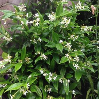 Trachelospermum jasminoides