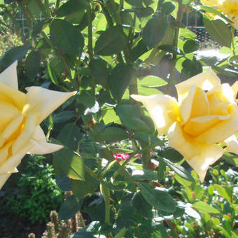 Rosa 'Mrs. Pierre S. duPont'