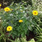 Heliopsis helianthoides var. scabra - Raues Sonnenauge